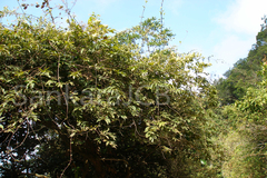 Calycopteris floribunda